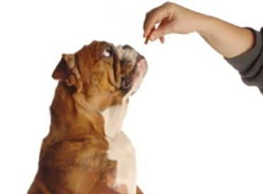 La Bonne Récompense ou Comment remplacer le susucre du chien?